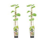 Bloomique - 2x Vitis Vinifera 'Vroege van der Laan' - Plant de raisin - Raisins blancs - Plantes fruitières - Plantes de jardin - Résistant à l'hiver - ⌀14 cm - Hauteur 60-70cm