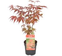 Bloomique - Acer palmatum Atropurpureum - Érable du Japon - Feuillage pourpre - Résistant au froid - Hauteur 20-30 cm - Pot 10,5 cm