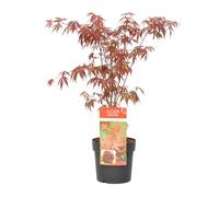 Bloomique - Acer palmatum Atropurpureum - Érable du Japon - Feuillage pourpre - Résistant au froid - Hauteur 50-70 cm - Pot 19 cm