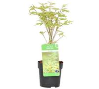 Bloomique - Acer palmatum 'Butterfly' - Érable du Japon - Feuillage panaché - Résistant au froid - Hauteur 20-30 cm - Pot 10,5 cm