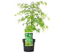Bloomique - Acer palmatum Dissectum - Érable du Japon - Feuillage vert - Résistant au froid - Hauteur 50-70 cm - Pot 19 cm