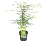 Bloomique - Acer Palmatum Emerald Lace - Érable du Japon - Feuillage vert - Plantes de jardin - Résistant au gel - 50-70 cm de haut - Pot 19 cm