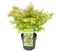 Bloomique - Acer Palmatum Little Princess - Érable du Japon - Plantes de jardin - Résistant au gel - 50-70 cm de haut - Pot 19 cm