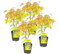 Bloomique - Acer palmatum Orange - 4 Pièces - Érable Japonais - Plante Exterieur Jardin - Arbre Rustique Japon - D 10,5 cm - H 30 cm