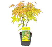 Bloomique - Acer palmatum 'Orange Dream' - Érable du Japon - Feuillage orange - Plante de jardin - Rustique - 20-30 cm de Haut - Pot 10,5 cm