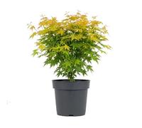 Bloomique - Acer palmatum 'Orange Dream' - Érable du Japon - Plante de Jardin - Rustique - Hauteur 50-70 cm - Pot 19 cm