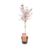 Bloomique - Acer Palmatum Shaina - Érable du Japon sur tronc - Plantes de jardin - Arbre - Rustique - 80-90 cm de haut - Pot 19 cm