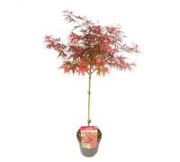 Bloomique - Acer Palmatum Shaina - Érable du Japon sur tronc - Plantes de jardin - Arbre - Rustique - Hauteur 80-90 cm - Pot 19 cm