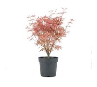 Bloomique - Acer palmatum Taylor - Érable du Japon - Plante de Jardin - Rustique - Hauteur 50-70 cm - Pot 19 cm