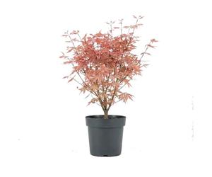 Bloomique - Acer palmatum Taylor - Érable du Japon - Plante de Jardin - Rustique - Hauteur 50-70 cm - Pot 19 cm