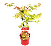 Bloomique - Acer Shirasawanum 'Moonrise' - Érable du Japon - Plantes de jardin - Résistant au gel - 50-70 cm de haut - Pot 19 cm