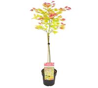 Bloomique - Acer Shirasawanum 'Moonrise' - Érable du Japon sur tige - Arbre - Résistant au gel - 80-100 cm de haut - Pot 19 cm