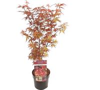 Bloomique - Acer 'Skeeter’s Broom' - Érable du Japon - Feuillage rouge - Plantes de jardin - Résistant au gel - 60-80 cm de haut - Pot 19 cm
