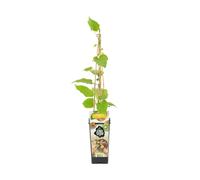 Bloomique - Actinidia Deliciosa 'Jenny' - Plante Kiwi - Plantes Fruitières - Plantes de Jardin - Rustique - ⌀14 cm - Hauteur 60-70cm