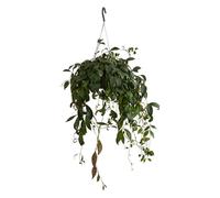 Bloomique - Aeschynanthus Marmoratus - Plante rouge à lèvres - Plante suspendue - Plante d'intérieur - Sans danger pour les animaux - Purificateur d'air - 30-40 cm de haut - Pot de 17 cm