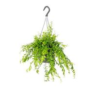 Bloomique - Aeschynanthus Mona Lisa - Plante Rouge à Lèvres - Plante suspendue - Plantes d’intérieur - Sans danger pour les animaux - Hauteur 20-30 cm - Pot 17 cm