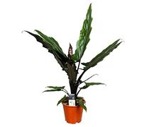Bloomique - Alocasia Lauterbachiana - Oreille d’éléphant - Plantes d’intérieur - Hauteur 50-60 cm - Pot 19 cm