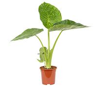 Bloomique - Alocasia Macrorrhiza - Oreille d’éléphant - Plante d’intérieur - 40-50 cm de haut - Pot 17 cm
