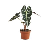 Bloomique - Alocasia Polly - Plante squelette - Plante d'intérieur - Purificateur d'air - 30-40 cm de haut - Pot de 12 cm