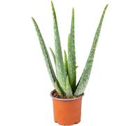 Bloomique - Aloe Vera - Plantes d’intérieur - Plantes grasses - Succulentes - Très facile à entretenir - Hauteur 20-30 cm - Pot 10,5 cm