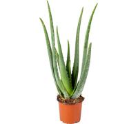 Bloomique - Aloe Vera - Plantes d’intérieur - Plantes grasses - Succulentes - Très facile à entretenir - Hauteur 30-40 cm - Pot 12 cm