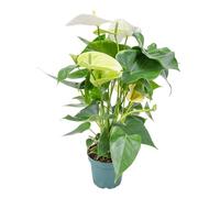 Bloomique - Anthurium - Flamant rose - Blanc - Plante d’intérieur - Dépolluante - Hauteur 30-40 cm - Pot 12 cm
