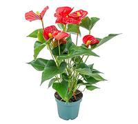 Bloomique - Anthurium - Flamant rose - Rouge - Plante d’intérieur - Dépolluante - Hauteur 30-40 cm - Pot 12 cm
