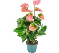 Bloomique - Anthurium - Plante flamant rose - Rose - Plante d’intérieur - Dépolluante - 30-40 cm de haut - Pot 12 cm