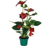 Bloomique - Anthurium - Plante flamant rose - Rouge - Plante d’intérieur - Dépolluante - 40-60 cm de haut - Pot 14 cm