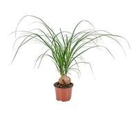 Bloomique - Beaucarnea Nolina - Pied d'Éléphant - Plantes d’intérieur - Dépolluante - Pet Friendly - Facile d’entretien - 30-40 cm de Haut - Pot 12 cm