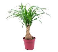 Bloomique - Beaucarnea Recurvata - Pied d’éléphant - Plantes d’intérieur - Dépolluante - Sans danger pour les animaux - Entretien facile - Hauteur 30-40 cm - Pot 12 cm