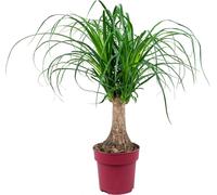 Bloomique - Beaucarnea Recurvata - Pied d’éléphant - Plantes d’intérieur - Dépolluante - Sans danger pour les animaux - Entretien facile - Hauteur 50-60 cm - Pot 15 cm
