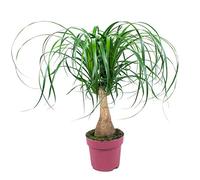 Bloomique - Beaucarnea Recurvata - Pied d’éléphant - Plantes d’intérieur - Dépolluante - Sans danger pour les animaux - Entretien facile - Hauteur 50-70 cm - Pot 19 cm