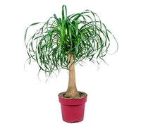 Bloomique - Beaucarnea Recurvata - Pied d’éléphant - Plantes d’intérieur - Dépolluante - Sans danger pour les animaux - Entretien facile - Hauteur 70-90 cm - Pot 24 cm