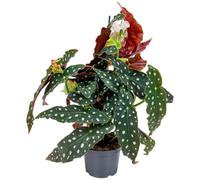 Bloomique - Begonia Maculata - Bégonia à pois - Plante à pois - Plante d’intérieur - Dépolluante - 20-30 cm de haut - Pot 12 cm
