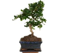 Bloomique - Bonsai Carmona - Forme S - Bonsaï - Plantes d'intérieur - Hauteur 20-30 cm - 15 cm de large - Pot et bol en céramique inclus