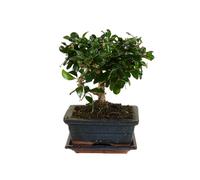 Bloomique - Bonsai Carmona - Forme Sphère - Bonsaï - Plantes d'intérieur - Hauteur 20-30 cm - 15 cm de large - Pot et bol en céramique inclus