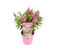 Bloomique - Buddleja Butterfly Little Pink - Arbre aux papillons - Plantes de jardin - Rustique - Hauteur 30-40 cm - Pot 19 cm