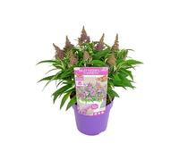 Bloomique - Buddleja Butterfly Little Purple - Arbre à papillons - Plantes de jardin - Rustique - 30-40 cm de haut - Pot 19 cm