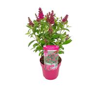 Bloomique – Buddleja Butterfly Little Ruby – Arbre à papillons – Plantes de jardin – Rustique – 30-40 cm de haut – Pot 19 cm