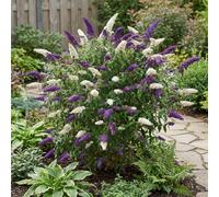 Bloomique - Buddleja Davidii Duo Violet et Blanc - Arbre aux papillons - Plante de Jardin - Rustique - Hauteur 30-40 cm - Pot 17 cm