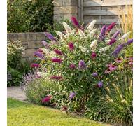 Bloomique - Buddleja Davidii Tricolor - Fleurs tricolores - Arbre aux papillons - Plante de Jardin - Rustique - Hauteur 30-40 cm - Pot 17 cm