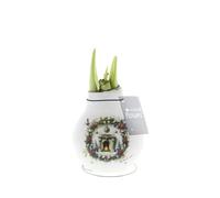 Bloomique - Bulbe d'Amaryllis en cire - Cheminée de Noël - Décoration de Noël - Bulbe à fleurs - 15-25 cm de haut à la livraison - Pousse jusqu'à 40-60 cm