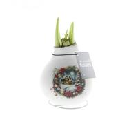 Bloomique - Bulbe d'Amaryllis en cire - Maison de Noël - Décoration de Noël - Bulbe à fleurs - 15-25 cm de haut à la livraison - Pousse jusqu'à 40-60 cm