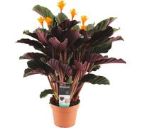 Bloomique - Calathea Crocata - Flamme éternelle - Plantes d’intérieur - Dépolluante - Floraison - Facile d’entretien - 40-50 cm de haut - Pot 14 cm