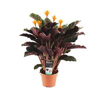 Bloomique - Calathea Crocata - Flamme éternelle - Plantes d’intérieur - Dépolluante - Floraison - Facile d’entretien - 40-50 cm de haut - Pot 14 cm