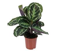 Bloomique - Calathea Medallion - Plante paon - Plante d’intérieur - Dépolluante - Pet Friendly - 40-50 cm de Haut - Pot 14 cm