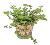 Bloomique - Callisia repens - Plante tortue - Comestible pour animaux - Plante d’intérieur - Sans danger - 40-50 cm de Haut - Pot 15 cm