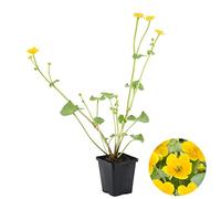 Bloomique - Caltha Palustris - Populage des marais - Plantes de bassin - Rustique - Hauteur 15-25 cm - Pot 9 cm