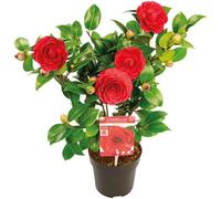 Bloomique - Camellia japonica 'Black Lace' - Rosier du Japon - Buisson - Persistant - Hauteur 30-35 cm